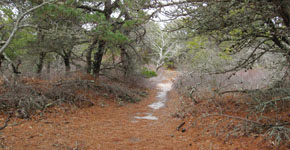 Species Diversity